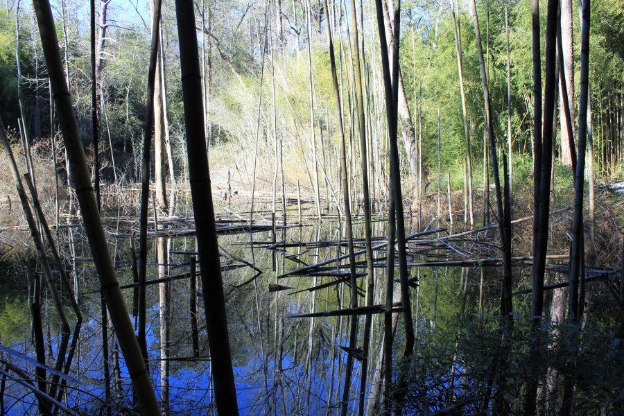 Travel Guide: Connect with nature in Alabama's bamboo forest
