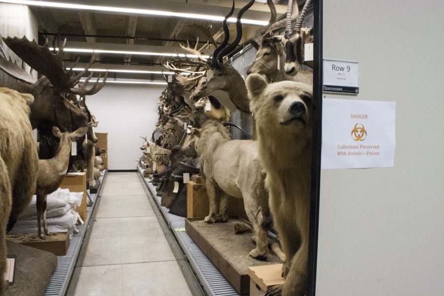 An inside look at University Collections: taxidermy, butterflies and shrunken heads