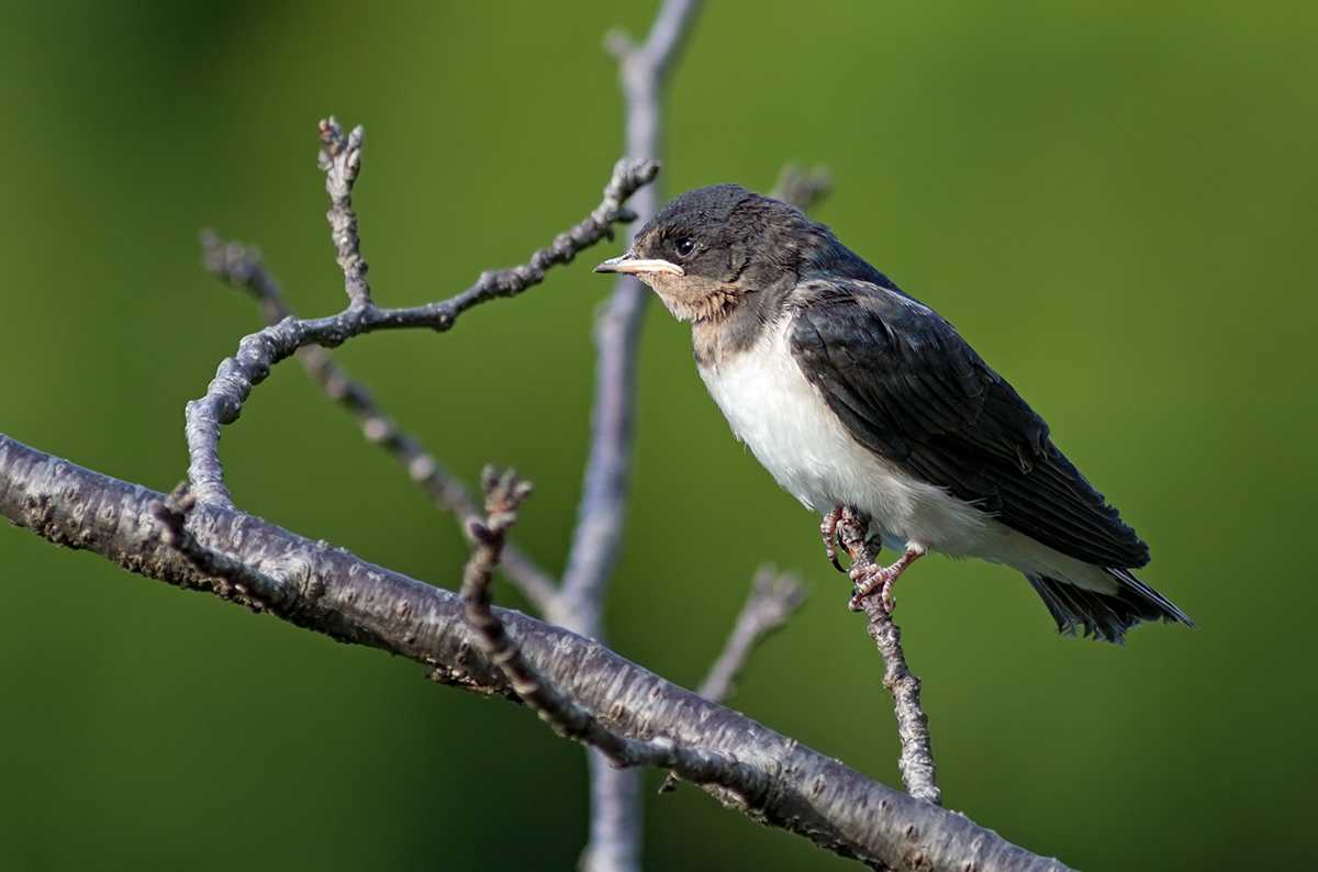 Swallow bird introduction