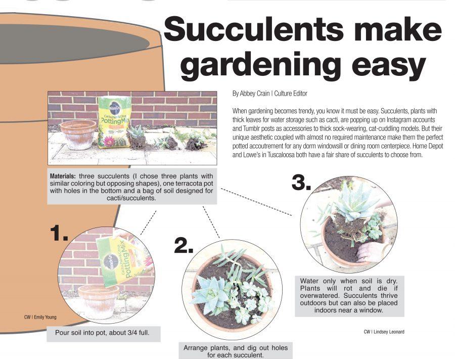 A step-by-step guide to creating a succulent garden