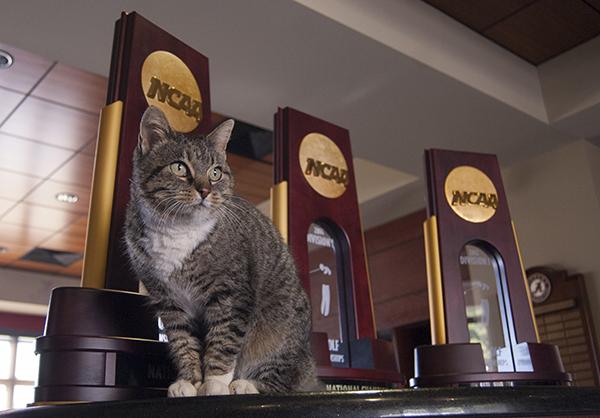 A tabby cat in the caddy shack: Jerry serves as unofficial mascot for UA golf teams