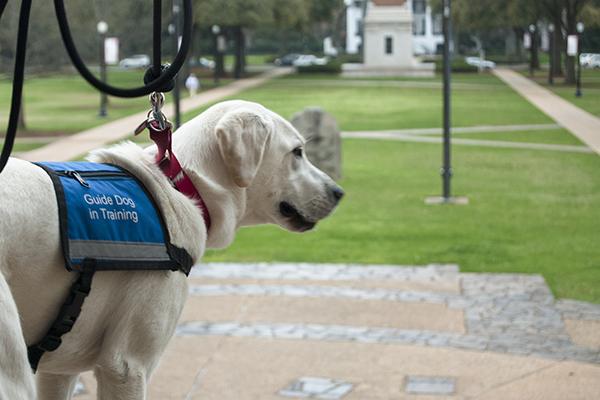 Pups with a Purpose: Guide dogs provide help, stability to many students