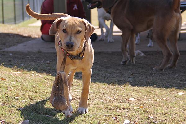 Canine festival to promote park