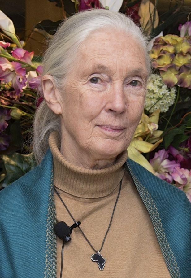 Bama Art House brings Jane Goodall documentary to Bama Theatre