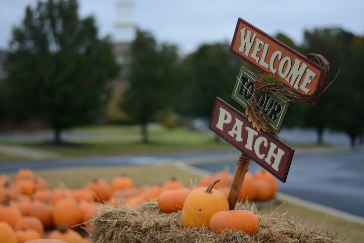 The Great Pumpkin: pumpkin patches offer variety of activities