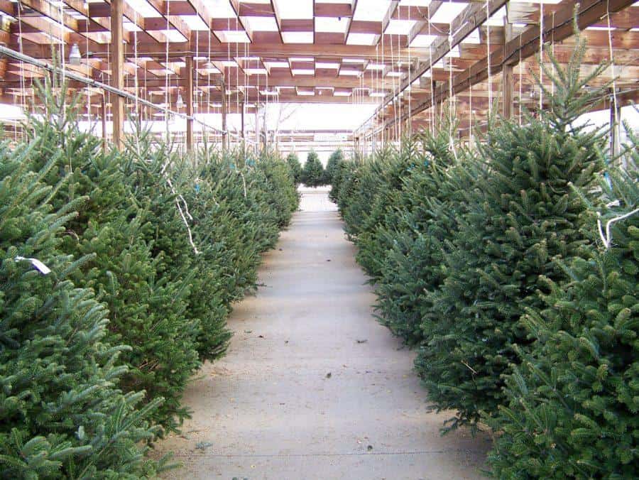 Where+to+buy+a+Christmas+tree%2C+real+or+fake%2C+in+Tuscaloosa