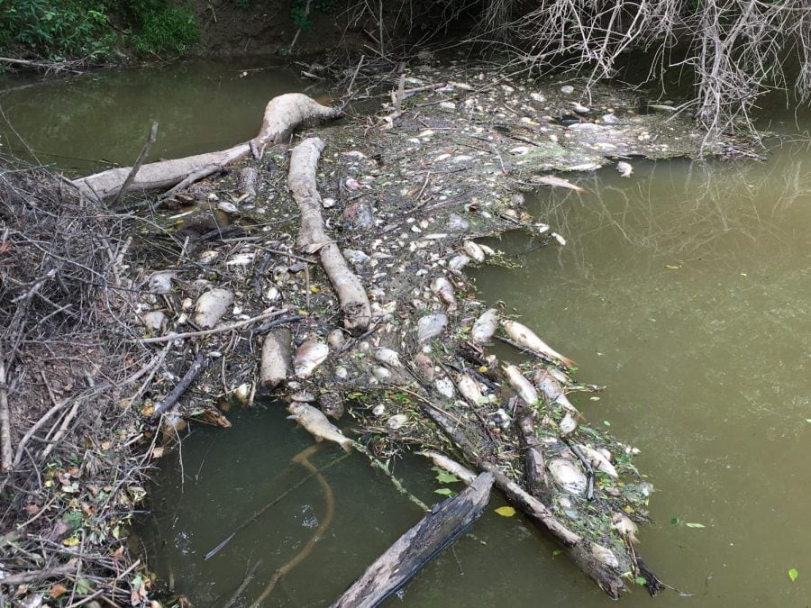 An estimated 125,000 fish were killed in the Black Warrior River after waste spill at a Tyson Foods plant in Hanceville, Alabama. Photo courtesy of Black Warrior Riverkeeper