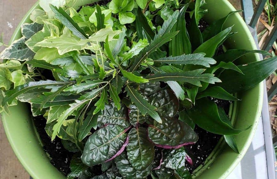 Tips for budding plant parents