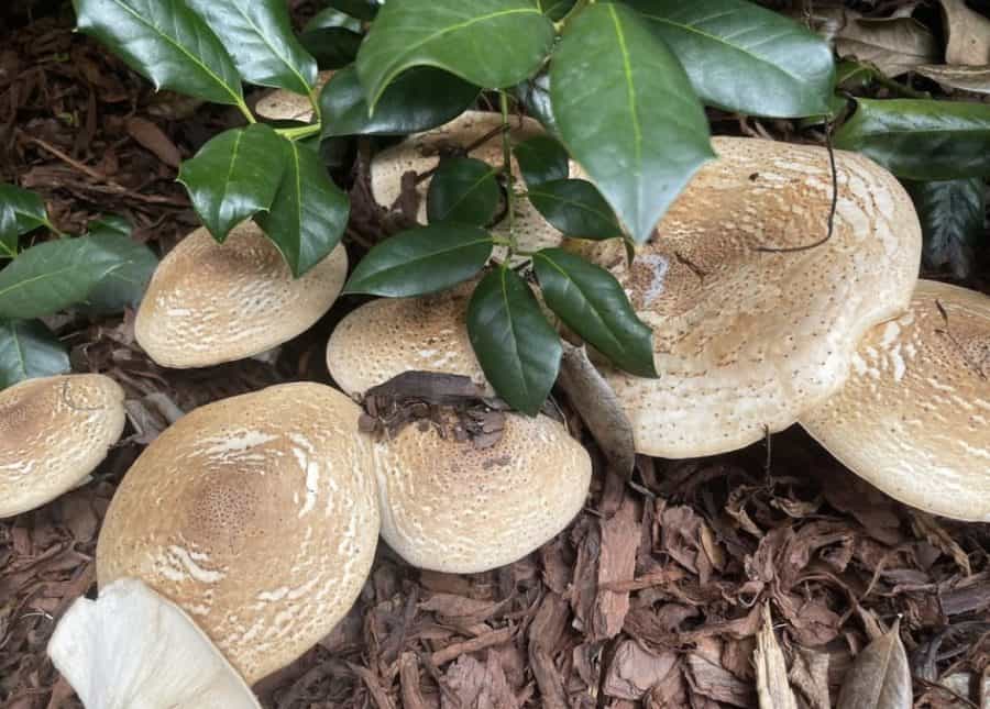 @UAShrooms Instagram account brings attention to mushrooms and fungi on campus 