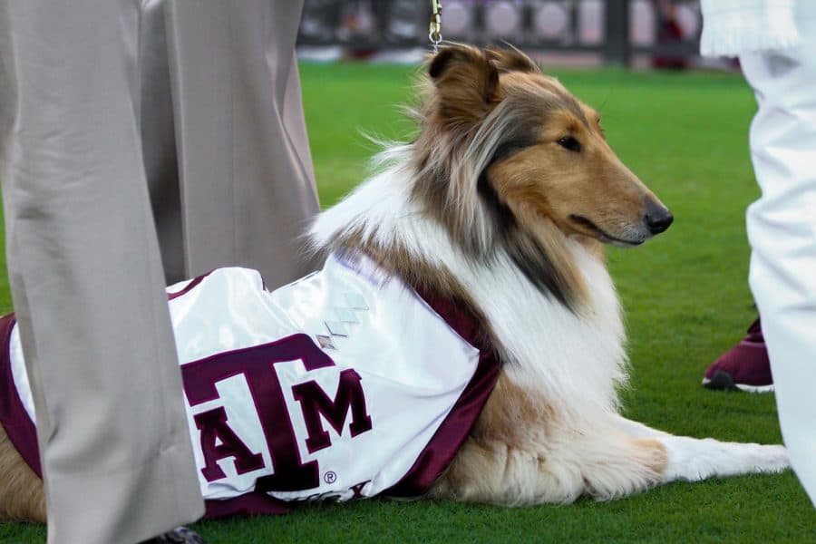 Texas A&Ms mascot, Reveille, looks on in the Crimson Tide’s 24-20 victory over the Texas A&M Aggies on Oct. 8 at Bryant-Denny Stadium in Tuscaloosa, Ala.