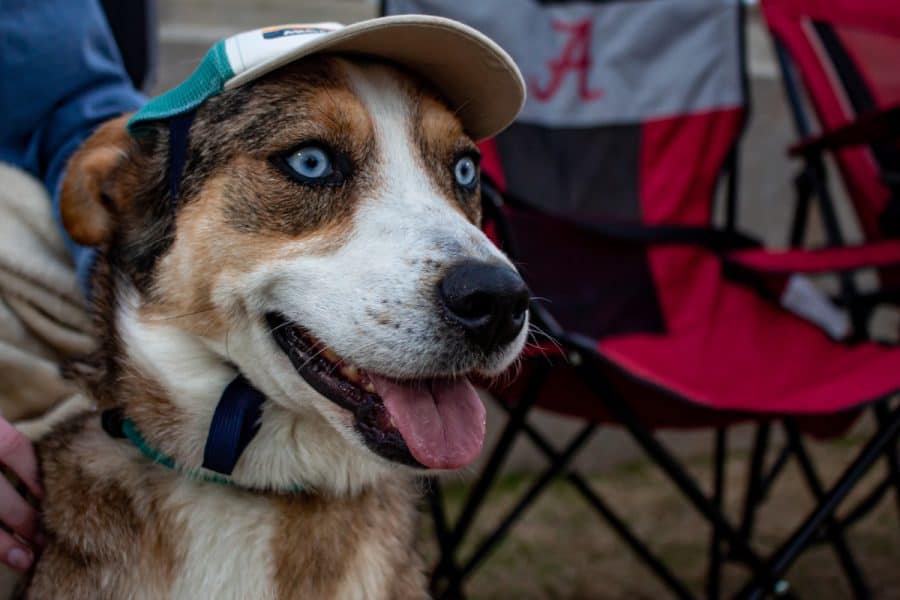 Alabama’s baseball dogs: A right fielder’s best friend