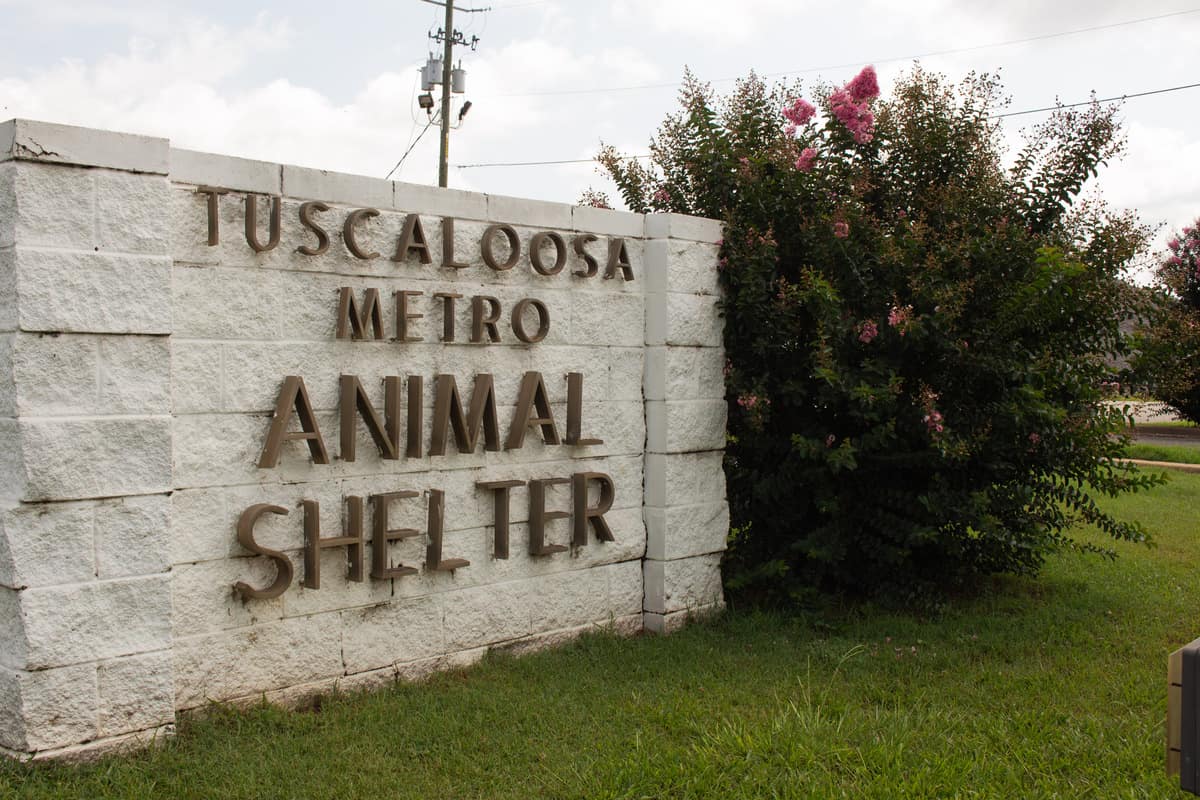 Shelter+animals+in+Tuscaloosa+need+help