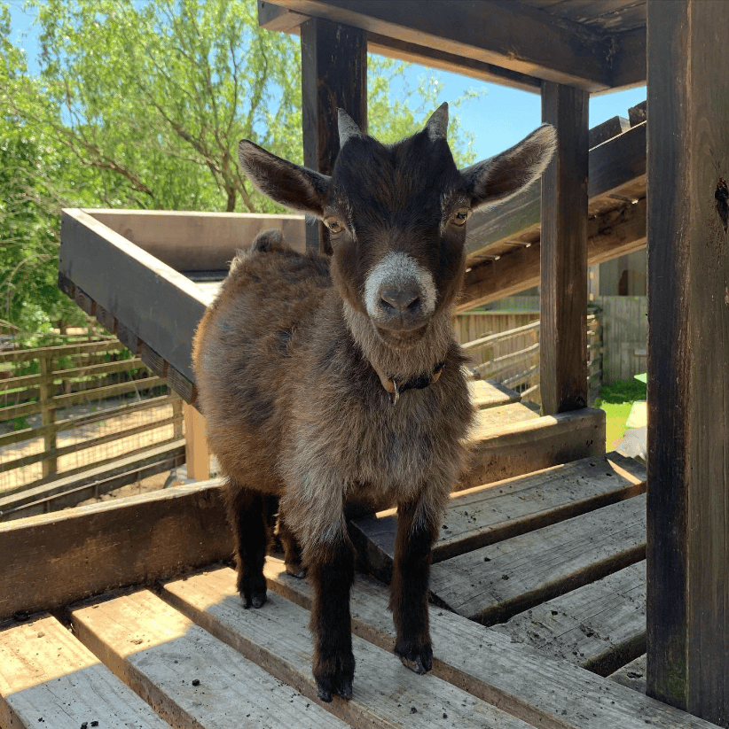 Tuscaloosa Barnyard offers the opportunity to interact with goats.