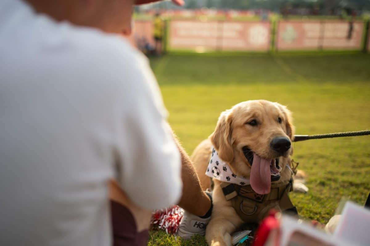 A dog sits next to its owner at a soccer game.