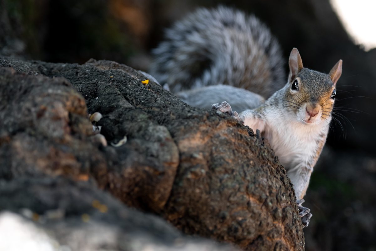 A squirrel clings to a tree root.