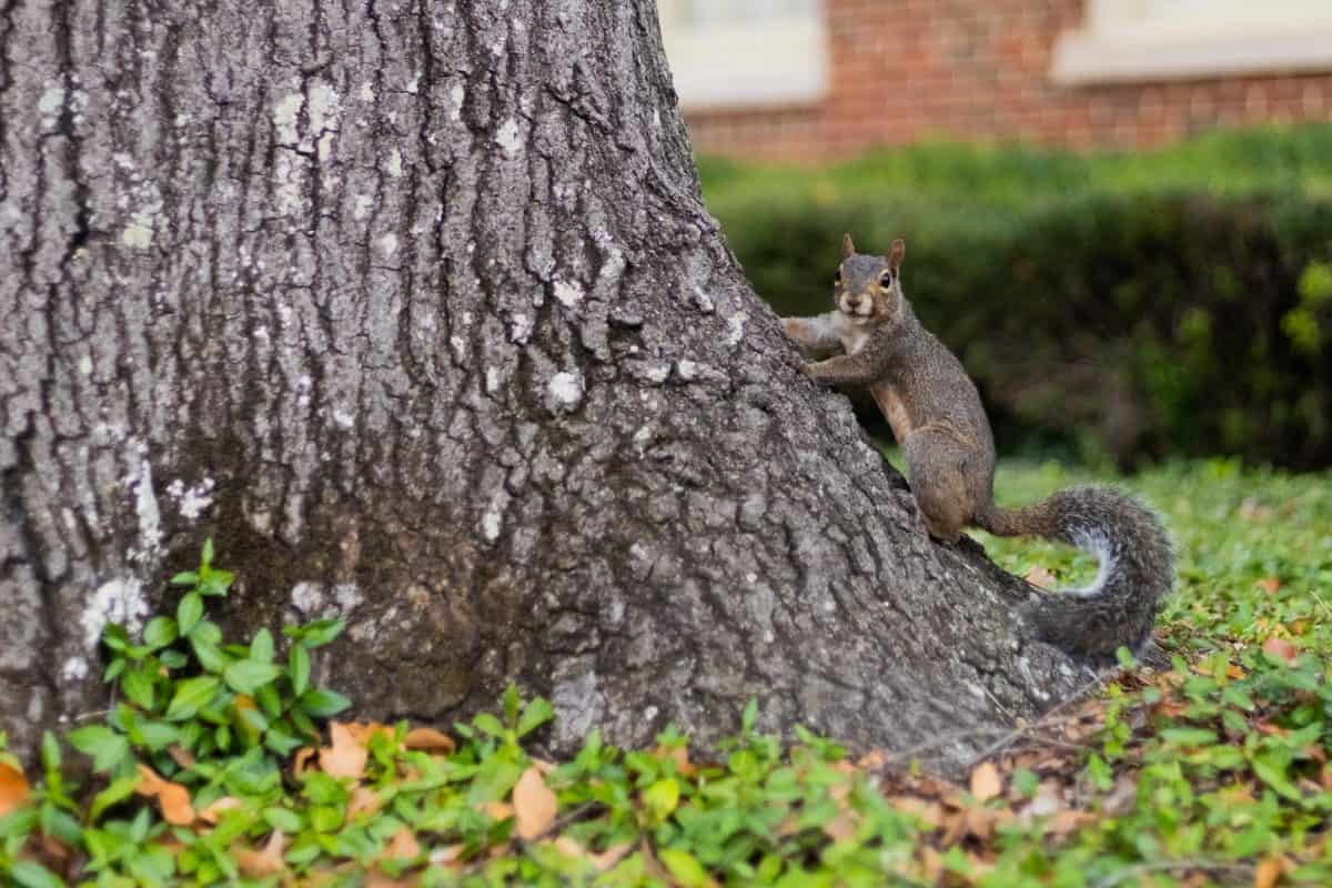 An Eastern Gray Squirrel, one of UA's most common animals.